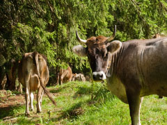 <div class='capt'>Die Kühe fressen, was sie auf dem Berg finden: Gräser und Kräuter. Das schmeckt man auch: Die Milchprodukte, die auf der Sennalpe hergestellt werden, sind besonders würzig.</div>